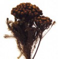 /album/travy/brunia-albiflora-jpg/